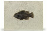 Fossil Fish (Cockerellites) - Wyoming #275186-1